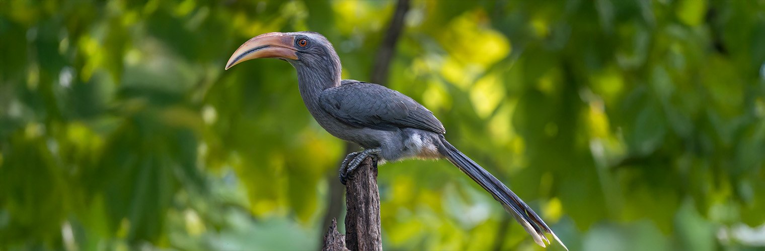 The Legend of the “Condemned Thirst”