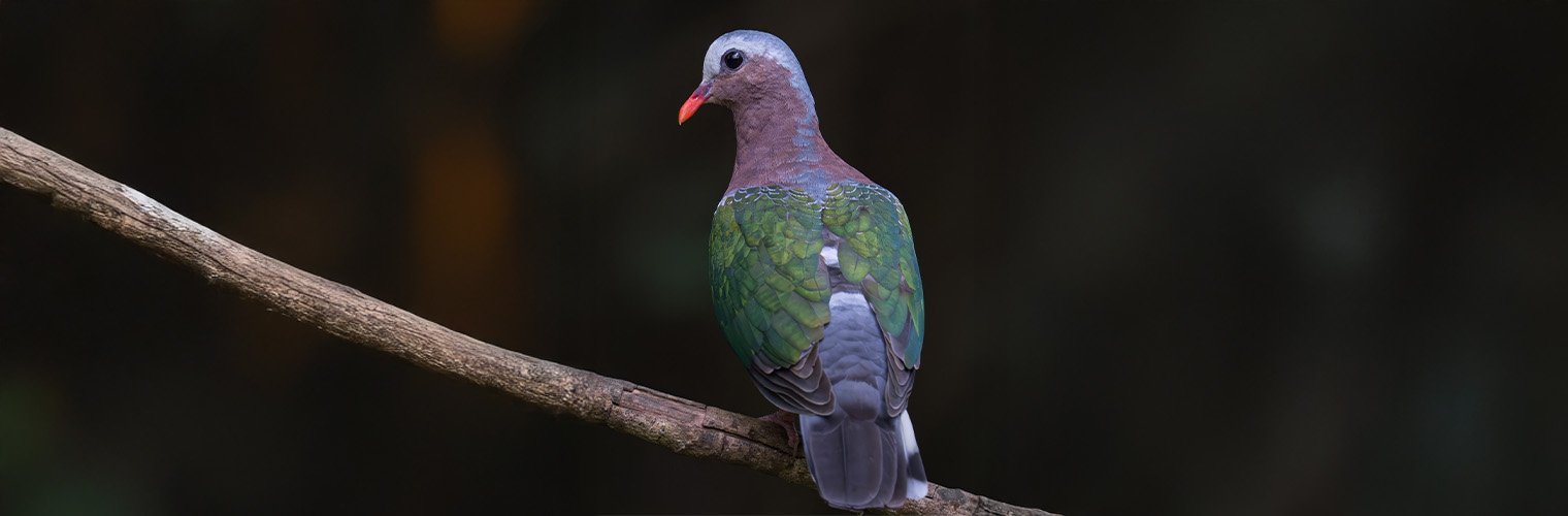 wildadventuresindia.