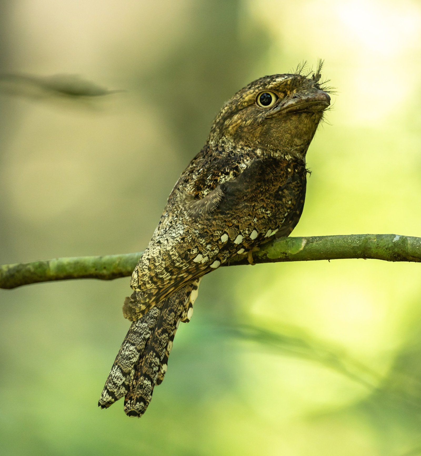 wildadventuresindia.