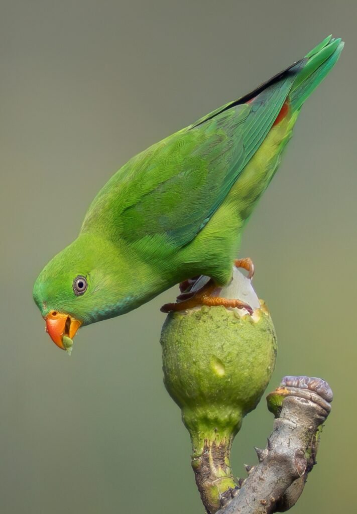 Vernal-Hanging-Parrot-01-FS