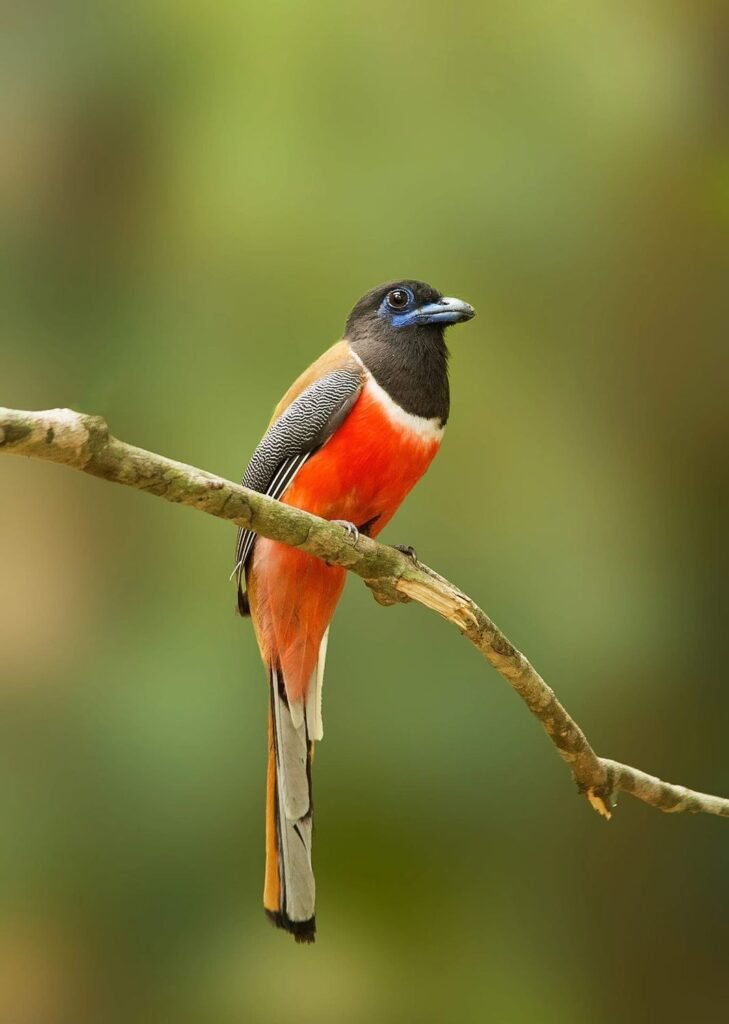 wildadventuresindia.