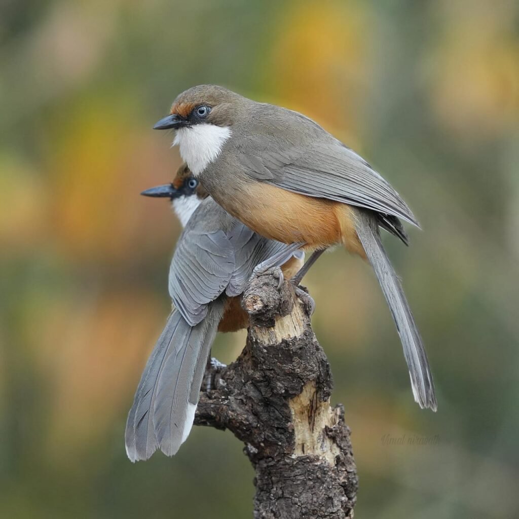 wildadventuresindia.