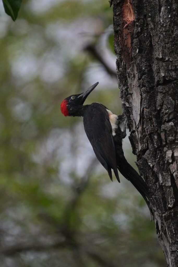 wildadventuresindia.