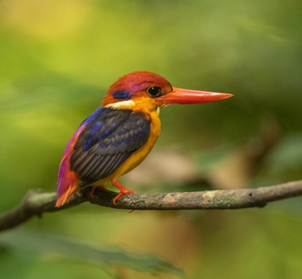 wildadventuresindia.