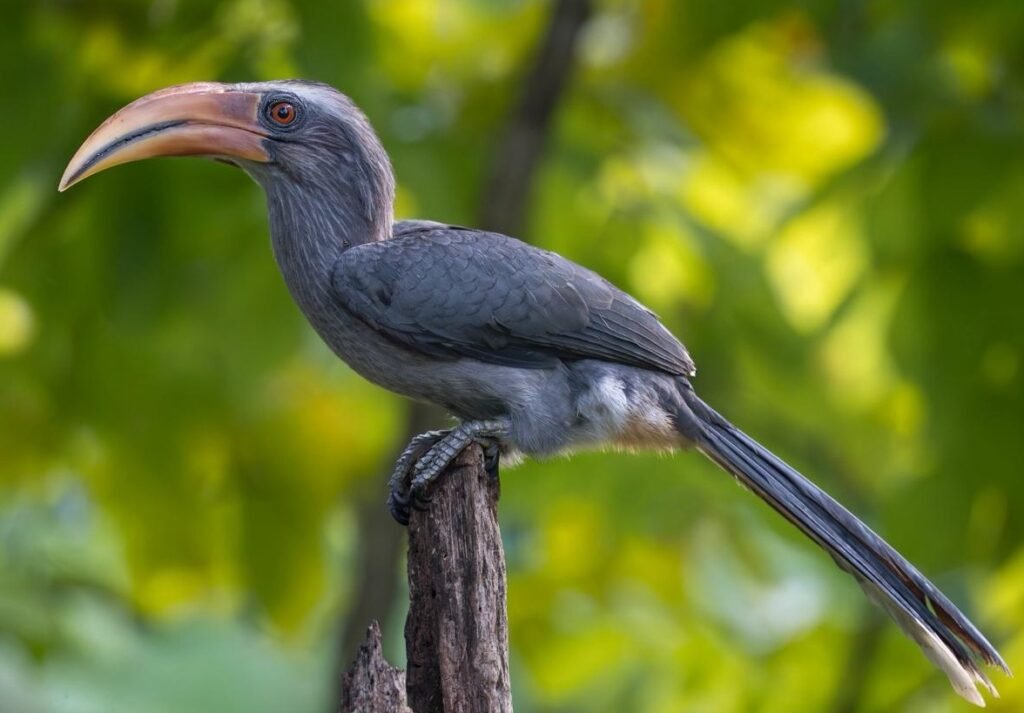 wildadventuresindia.