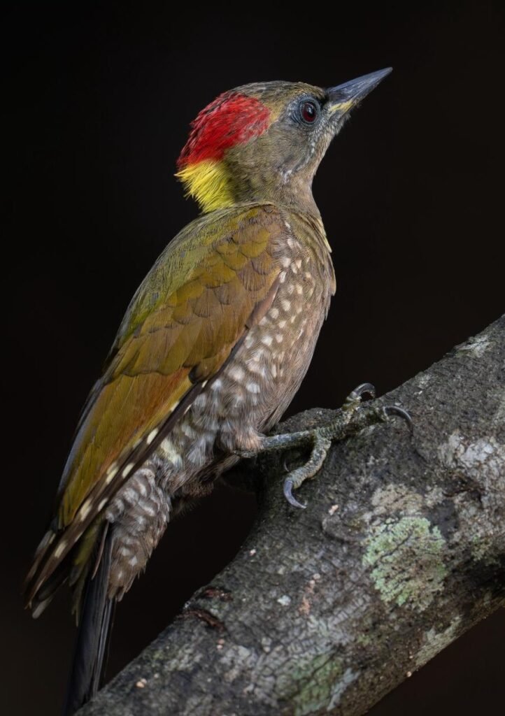 wildadventuresindia.