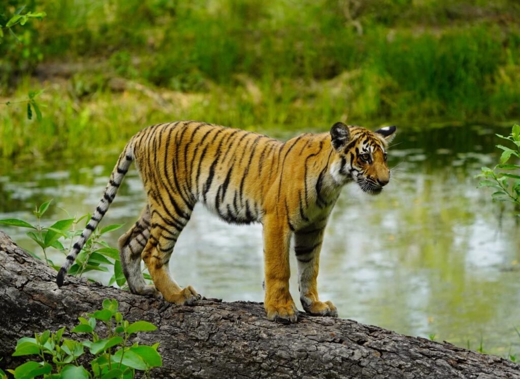 wildadventuresindia.