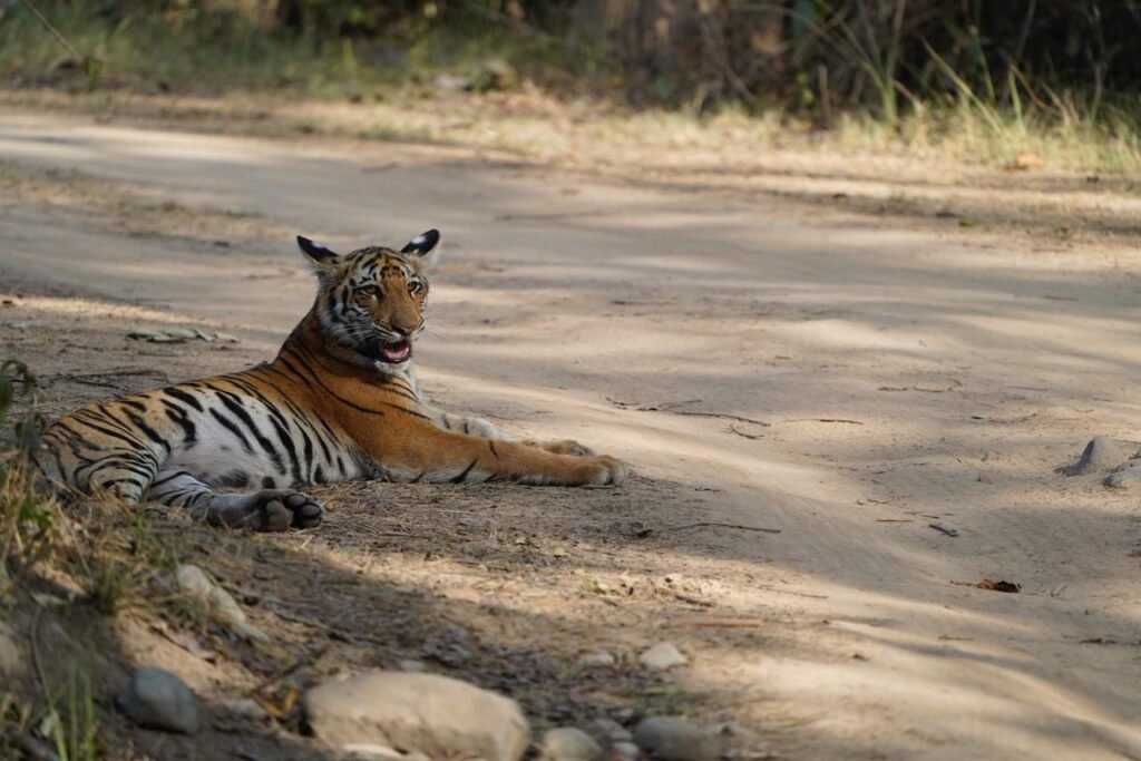 wildadventuresindia.