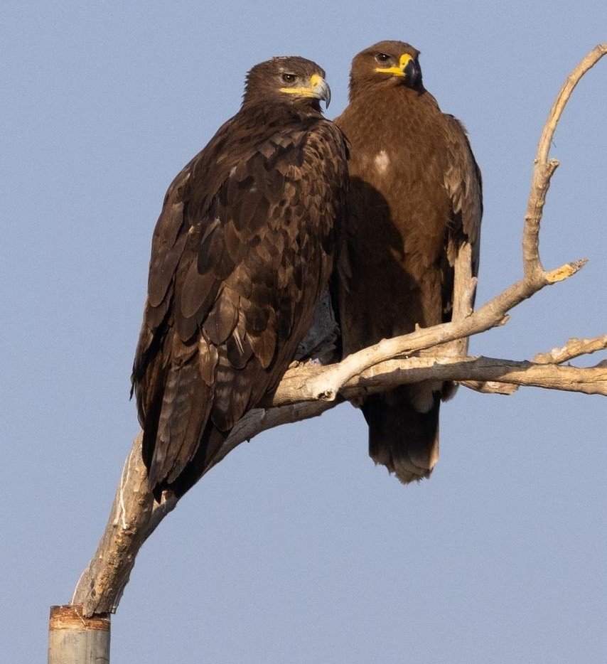 wildadventuresindia.