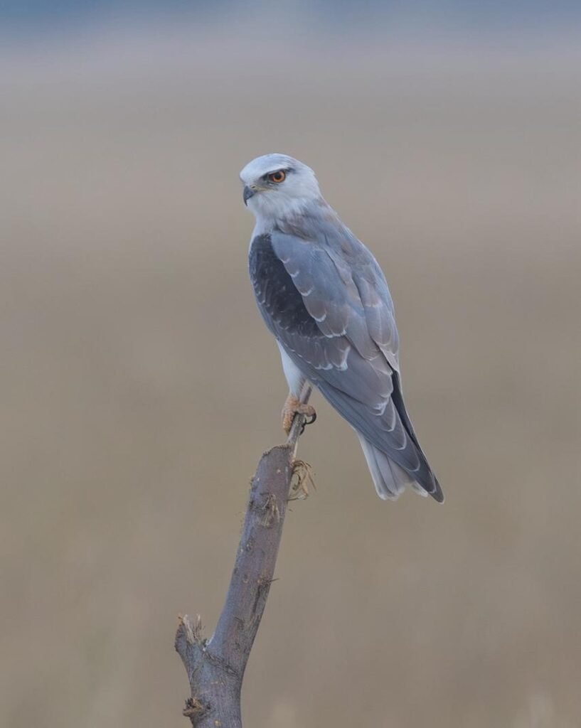 wildadventuresindia.