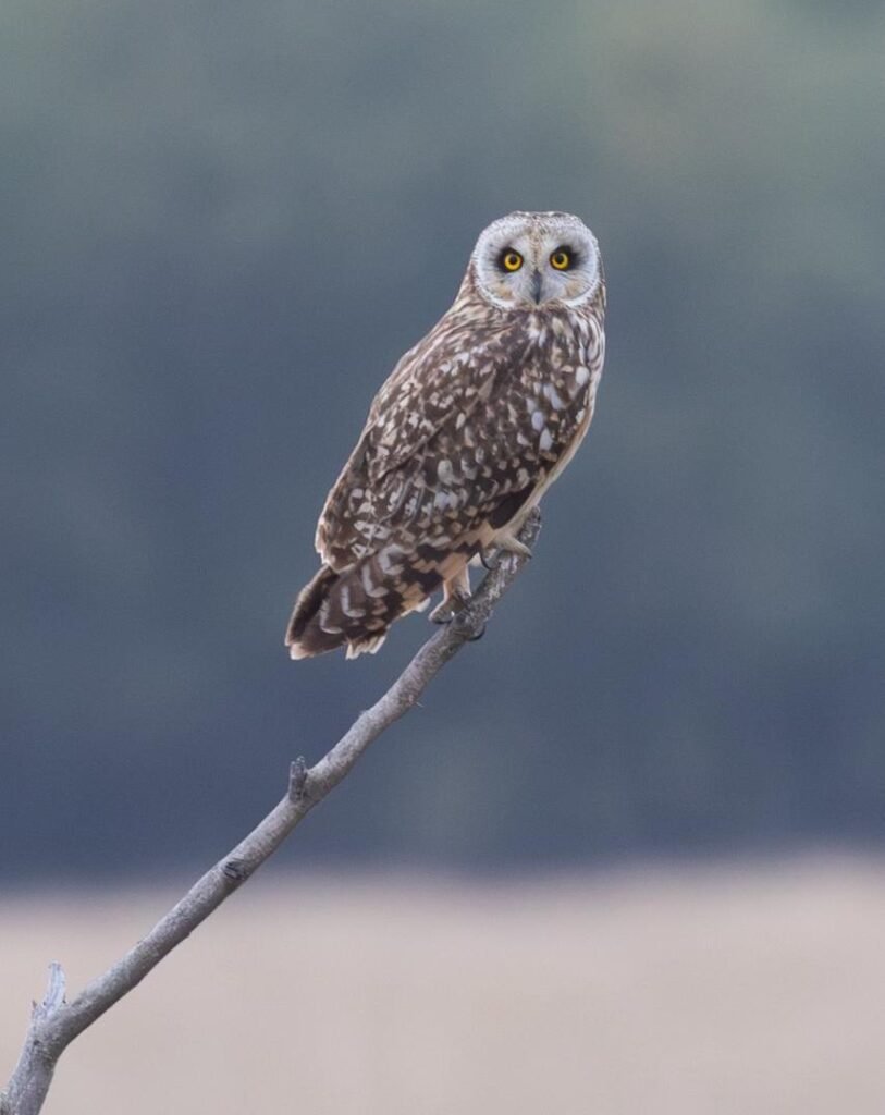 wildadventuresindia.