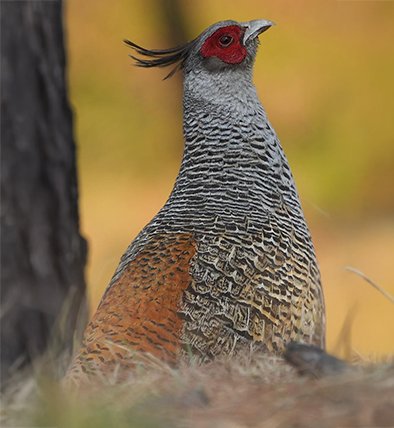 wildadventuresindia.