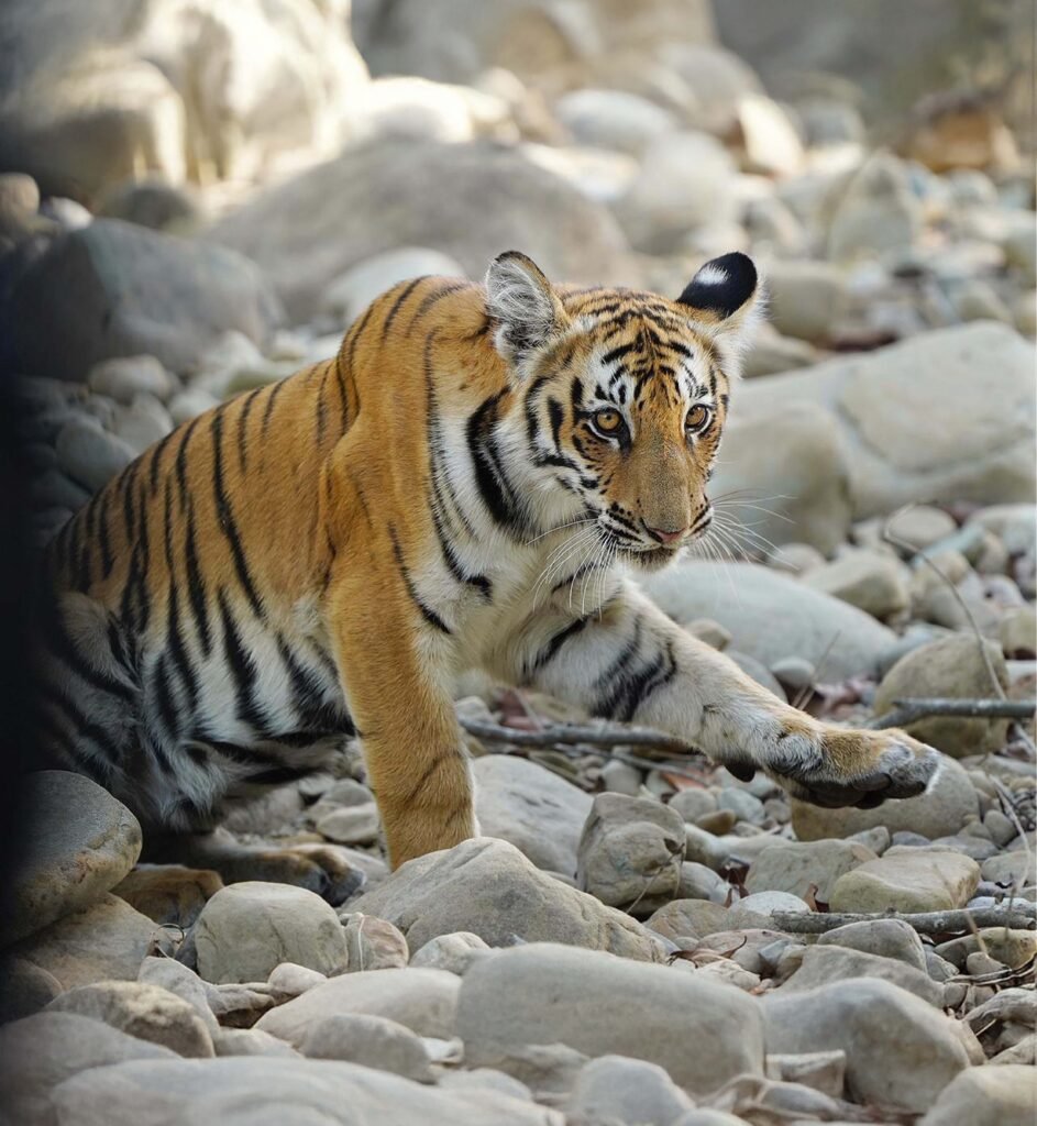 wildadventuresindia.