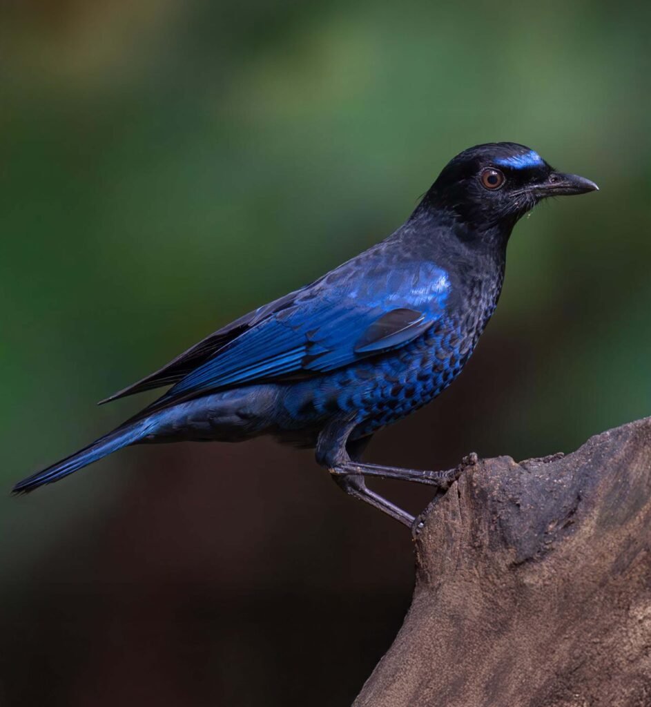 wildadventuresindia.