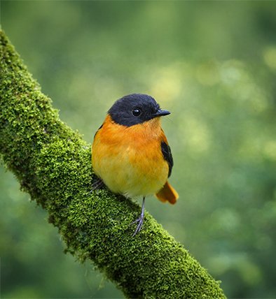 wildadventuresindia.