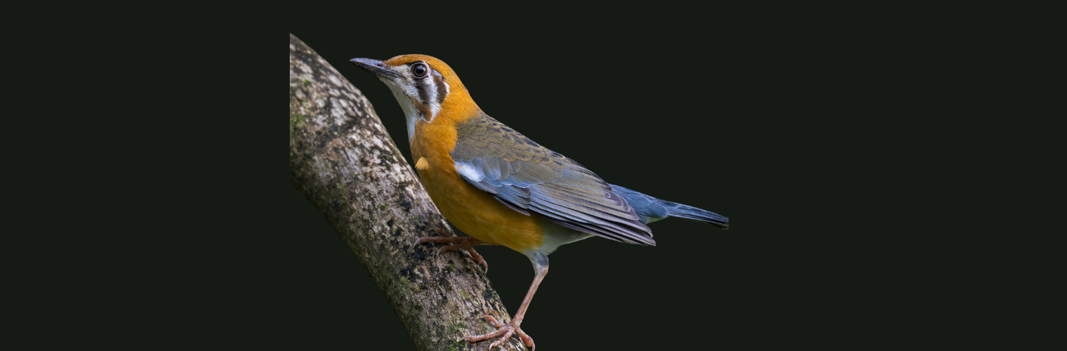 Thattekkad Birding Tour – The Ultimate Bird Watching & Bird Photography Experience in Kerala