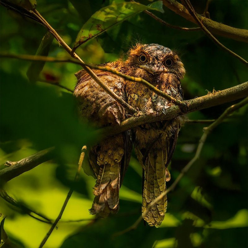 wildadventuresindia.