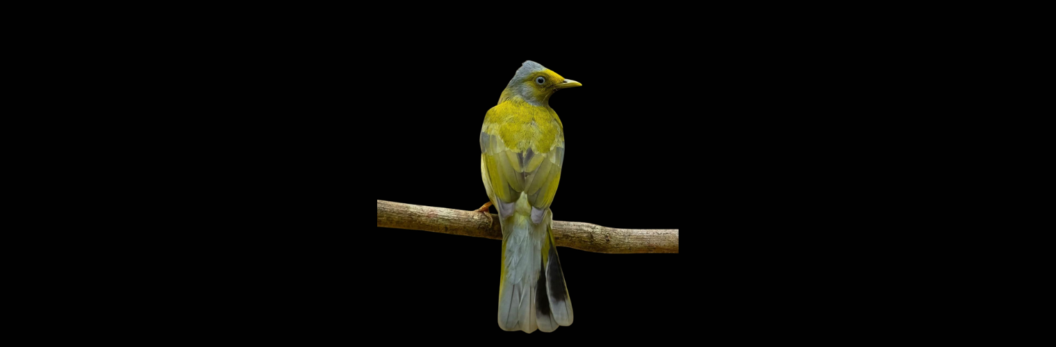 Grey headed bulbul