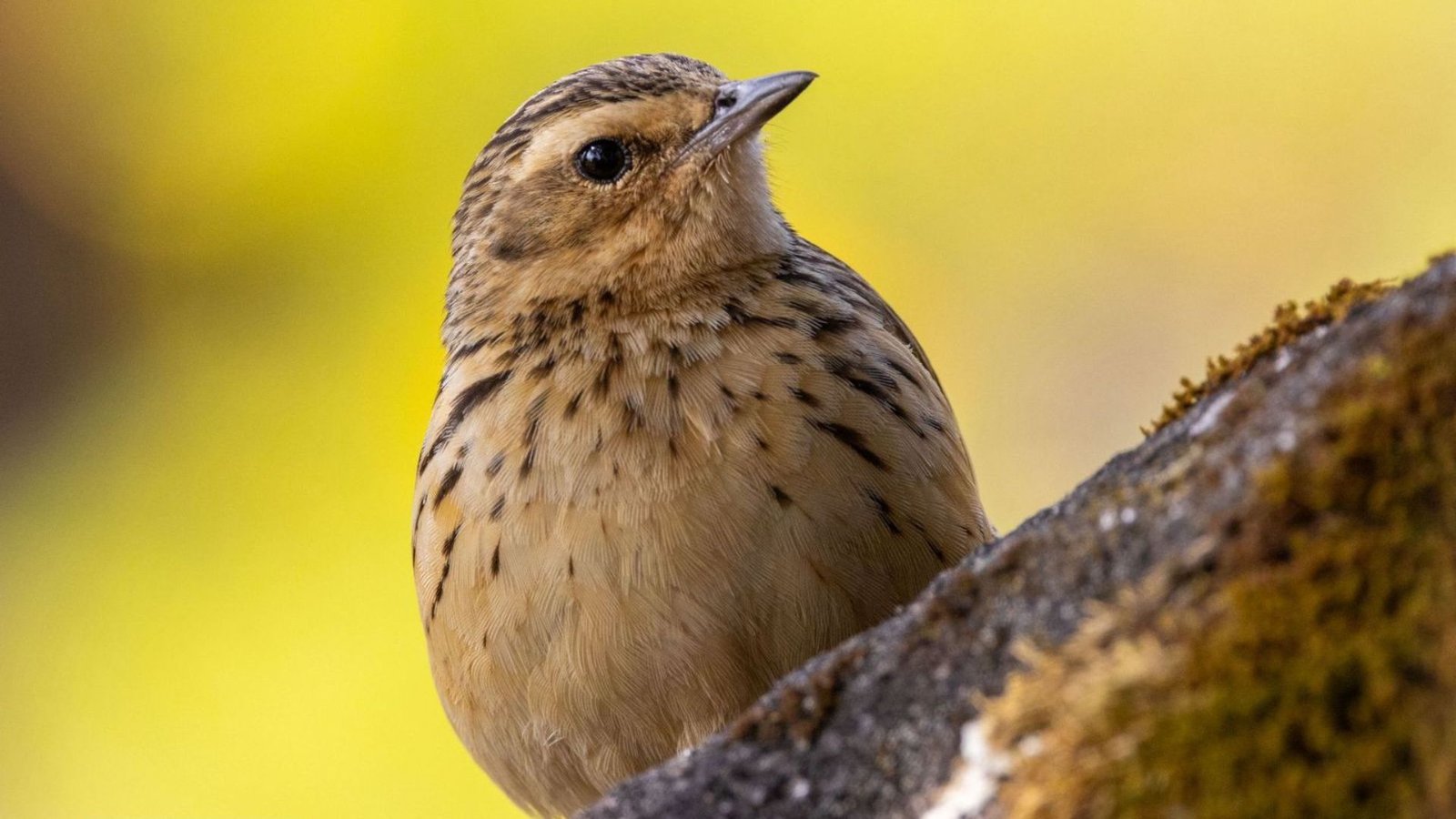 Western ghats endamic birding tour