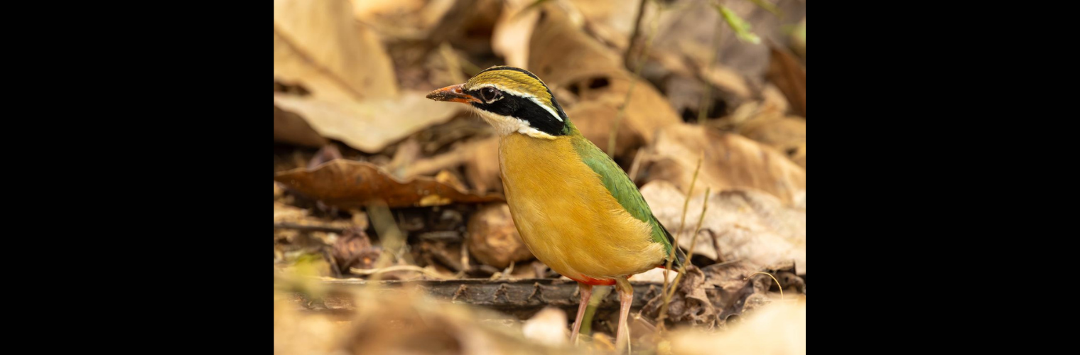 Discover the Secret Life of the Indian Pitta with Wild Adventures India
