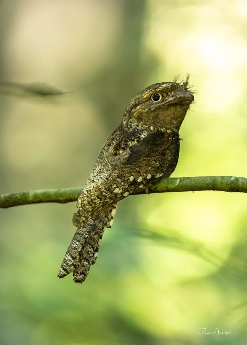 wildadventuresindia.