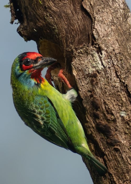 Malabar-Barbet-01-FS