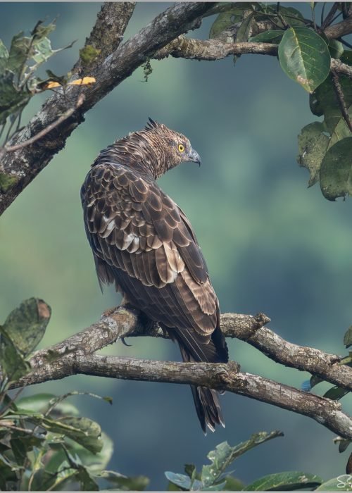 Oriental-Honey-Buzzard-01-FS